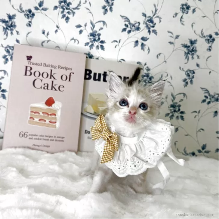 ラグドール【福岡県・女の子・2025年9月21日・シールポイントバイカラー】の写真1「こはんも沢山食べて兄妹で遊んでいます☁️🌈🌷」