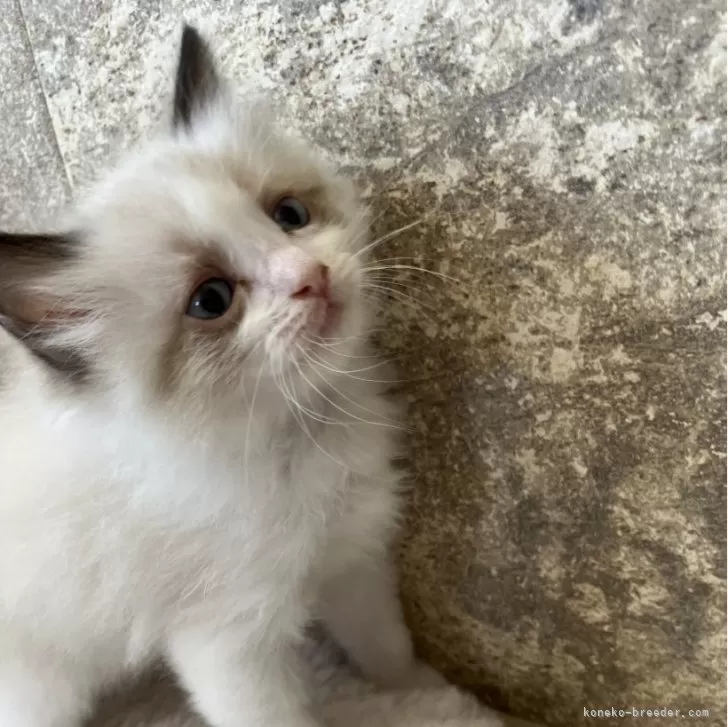 ID：2504-00663の子猫