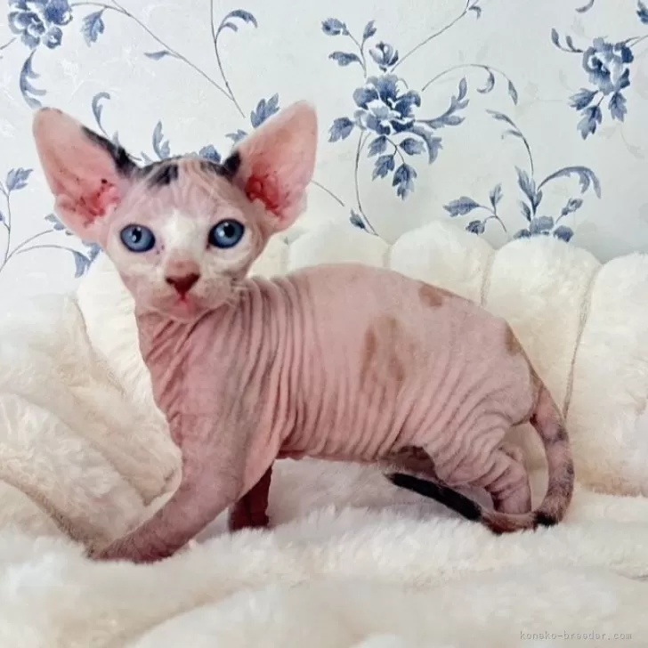 エルフキャット【福岡県・女の子・2025年10月4日・キャリコ】の写真1「ごはん食べすぎでは？と思うほどに食べます。」