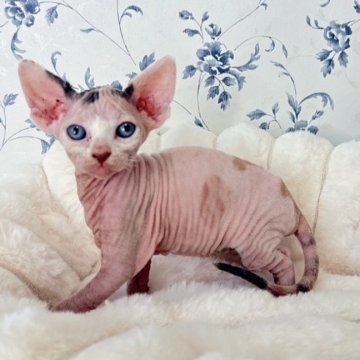 エルフキャット【福岡県・女の子・2025年10月4日・キャリコ】の写真「食欲旺盛でよく寝る女の子🎀」