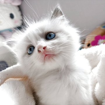 ラグドール【福岡県・男の子・2025年8月15日・シールポイントバイカラー（ふわふわ☁️もこもこ🍭）】の写真「お顔も性格も整いすぎ💖イケメン君」