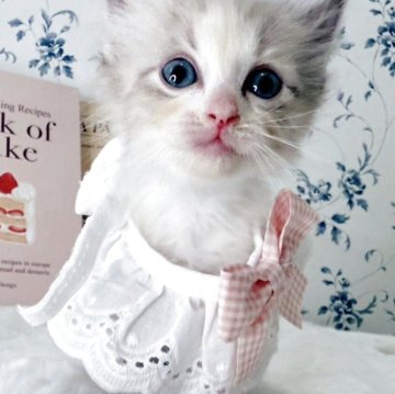 ラグドール【福岡県・女の子・2025年9月21日・シールポイントバイカラー】の写真「甘えん坊で人懐っこい元気な女の子」