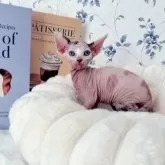 エルフキャット【福岡県・女の子・2025年10月4日・キャリコ】の写真3