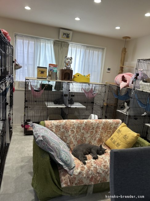 清潔に保たれた猫ちゃん達のお部屋💖動物臭のない環境です‼️｜柴田　慶子(しばた　けいこ)ブリーダー(兵庫県・ブリティッシュショートヘアなど・ACC登録)の紹介写真3
