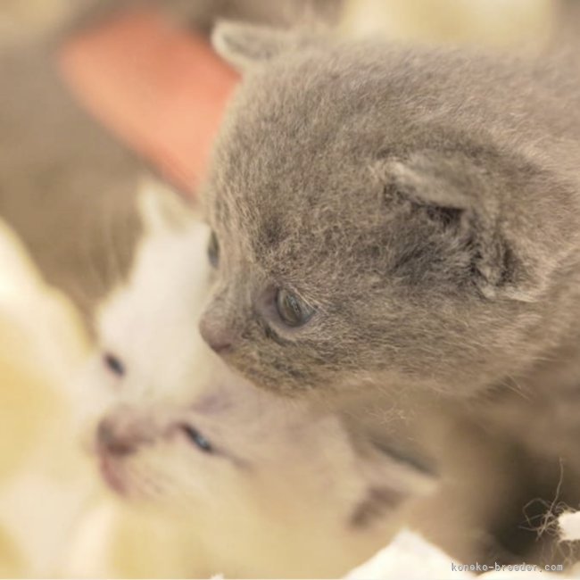 女子チームとっても可愛い子猫達🗼｜柴田　慶子(しばた　けいこ)ブリーダー(兵庫県・ブリティッシュショートヘアなど・ACC登録)の紹介写真8