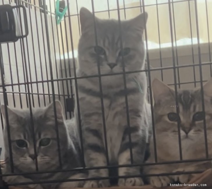 柴田慶子ブリーダーのブログ：男の子仲良く並んでいます🥰