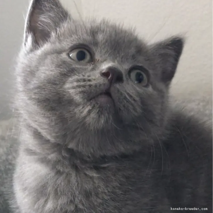 ID：2308-00320の子猫