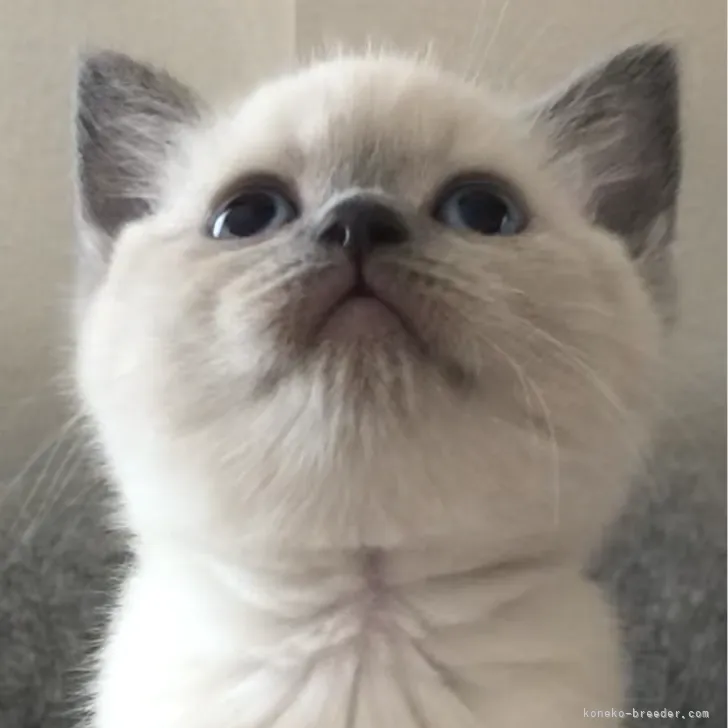 N.H 様のお迎えした子猫