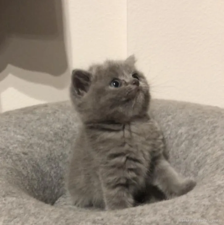 ID:2210-02559の子猫