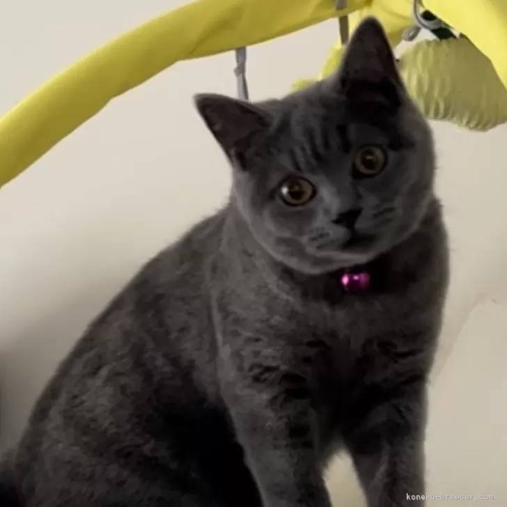 ID:2308-02989の子猫