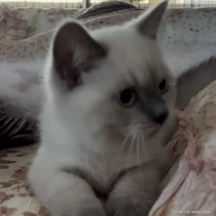ID:2407-02418の子猫