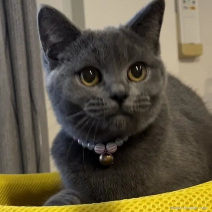 ID:2305-01729の子猫