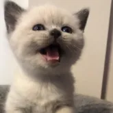 ブリティッシュショートヘア【兵庫県・男の子・2023年4月15日・ブルーポイント】の写真1「遊んで欲しい🤗アピールしています❤️」