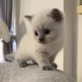 ブリティッシュショートヘア【兵庫県・男の子・2023年7月25日・ブルーポイント】の写真1「8月26日撮影😍初めての場所で少しおとなしい❓」