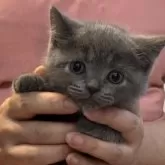 ブリティッシュショートヘア【兵庫県・男の子・2024年6月23日・ブルー】の写真1