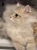 ブリティッシュロングヘア【・男の子・2023年4月18日・ブルーゴールデンシェイディド】