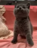 ブリティッシュショートヘア【兵庫県・男の子・2024年6月23日・ブルー】の写真2「元気に兄妹達と遊びます☺️おっとりとした性格です」