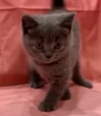 ブリティッシュショートヘア【兵庫県・男の子・2024年6月23日・ブルー】の写真3