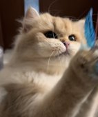 ブリティッシュロングヘア【・女の子・2023年8月18日・BLACKGOLDENSHADED】