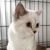 ブリティッシュショートヘア【兵庫県・女の子・2025年6月3日・ゴールデンチンチラシルバーポイント【希少カラー】】の写真12「美人猫、綺麗な成猫になります💓」
