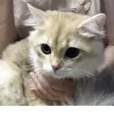 ブリティッシュロングヘア【兵庫県・男の子・2025年3月25日・ブルーゴールデンシェーデッド【超低価格です】】の写真12