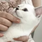 ブリティッシュショートヘア【兵庫県・女の子・2025年6月3日・ゴールデンチンチラシルバーポイント【希少カラー】】の写真14