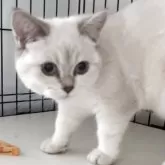 ブリティッシュショートヘア【兵庫県・女の子・2025年6月3日・ゴールデンチンチラシルバーポイント【希少カラー】】の写真7