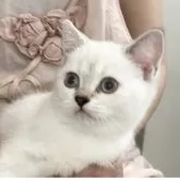 ブリティッシュショートヘア【兵庫県・女の子・2025年6月3日・ゴールデンチンチラシルバーポイント【希少カラー】】の写真15