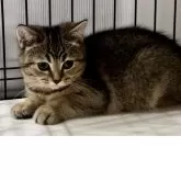 ブリティッシュショートヘア【兵庫県・女の子・2025年6月3日・ブラウンティックドタビー【希少カラー】】の写真9