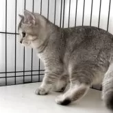 ブリティッシュショートヘア【兵庫県・女の子・2025年6月3日・シルバーティックドタビー【希少カラー】】の写真9「ムチムチボディのブリちゃん💓とても良いニャンコです👌」