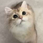 ブリティッシュロングヘア【兵庫県・男の子・2025年3月25日・ブルーゴールデンシェーデッド【超低価格です】】の写真8「抱っこも爪切りも賢いです♪」