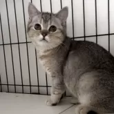 ブリティッシュショートヘア【兵庫県・女の子・2025年6月3日・ブルーシェーデットシルバー】の写真12