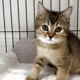 ブリティッシュショートヘア【兵庫県・男の子・2025年6月3日・ブラウンティックドタビー【希少カラー】】の写真12