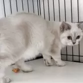 ブリティッシュショートヘア【兵庫県・女の子・2025年6月3日・ゴールデンチンチラシルバーポイント【希少カラー】】の写真5「パパ譲りで体格もとても良いブリちゃん」