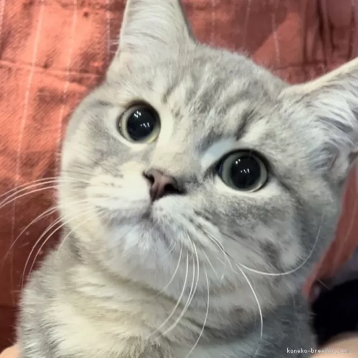 ブリティッシュロングヘア【兵庫県・男の子・2025年5月25日・シルバータビー【ショートヘア】去勢代込み】の写真1「お膝の上で爪切りも⭕️メチャメチャ可愛いです😍11月8日去勢手術済みコート管理が楽です。」