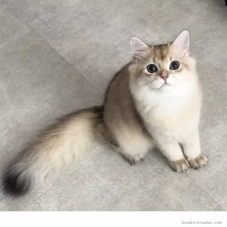 ブリティッシュロングヘア【兵庫県・男の子・2025年3月25日・ブルーゴールデンシェーデッド【超低価格です】】の写真1「お膝の上でとても良い素敵なブリちゃんです💓シャンプーもおとなしく家でOKです」