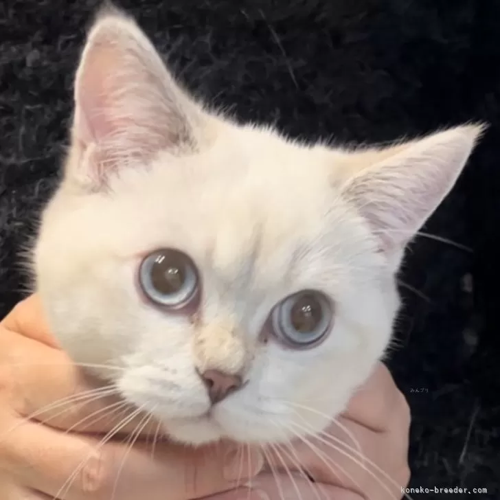 ブリティッシュショートヘア【兵庫県・女の子・2025年6月3日・ゴールデンチンチラシルバーポイント【希少カラー】】の写真1「可愛く立派に成長しています❗️美人な子です🩷抱っこは大丈夫です💓素敵猫です」