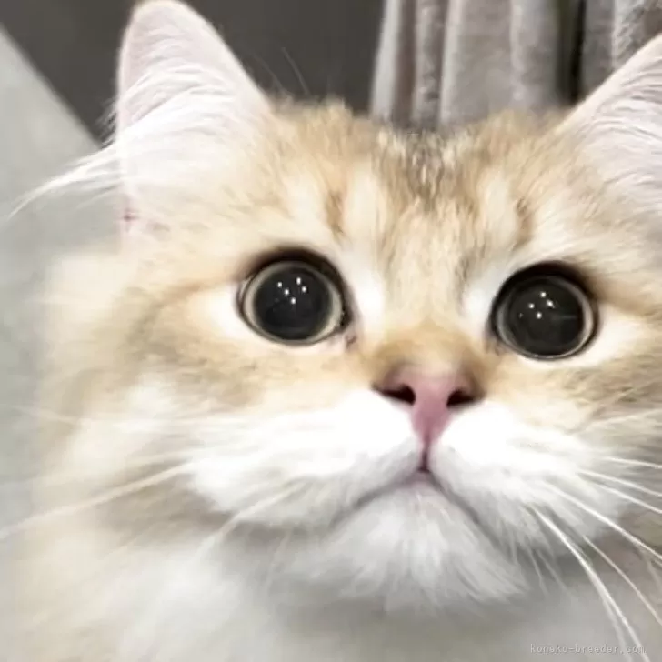 ブリティッシュロングヘア【兵庫県・男の子・2025年3月25日・ブラックゴールデンシェーデッド【超低価格中】】の写真1「膝の上でブラッシング⭕️とても素敵なロングちゃん💓です。シャンプーお家でOKです」