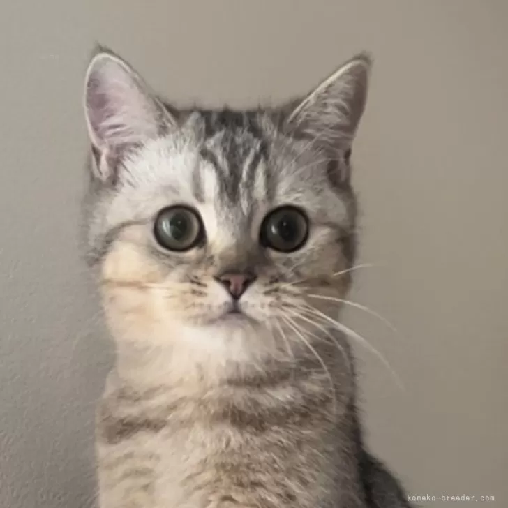 ブリティッシュショートヘア【兵庫県・女の子・2025年6月3日・ブルーシェーデットシルバー】の写真1「今日も元気に遊びます♪とても可愛いお顔の子💕大好きなニャンコです。懐っこい子」