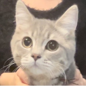 ブリティッシュロングヘア【兵庫県・男の子・2025年5月25日・シルバータビー【ショートヘア】（ふっくら希少カラーです）】の写真「お目目まん丸💓とても可愛いお顔です😍」