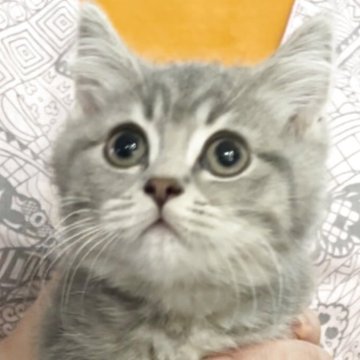 ブリティッシュロングヘア【兵庫県・男の子・2025年5月25日・シルバータビー【ショートヘア】（ふっくら希少カラーです）】の写真「お目目まん丸💓とても可愛いお顔です😍」