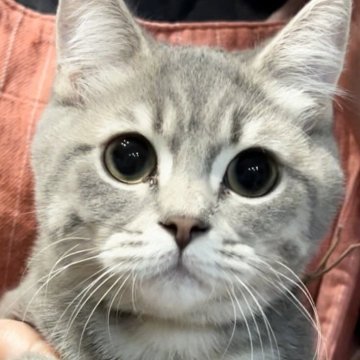 ブリティッシュロングヘア【兵庫県・男の子・2025年5月25日・シルバータビー【ショートヘア】（ふっくら希少カラーです）】の写真「お目目まん丸💓とても可愛いお顔です😍」