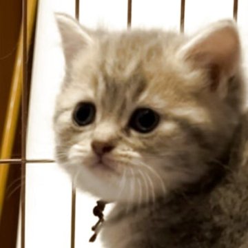 ブリティッシュロングヘア【兵庫県・男の子・2025年5月25日・シルバータビー（ふっくら）】の写真「お目目まん丸💓とても可愛いお顔です😍」