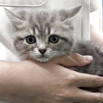 ブリティッシュロングヘア【兵庫県・男の子・2025年5月25日・シルバータビー（ふかふかショートヘアです）】の写真「可愛いお顔❤️とっても素敵な成猫になる事と思います」