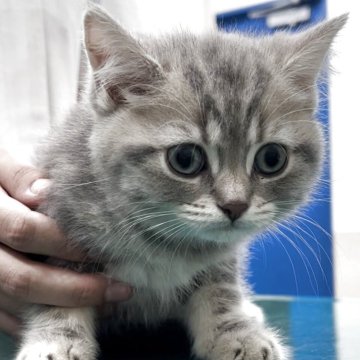 ブリティッシュロングヘア【兵庫県・女の子・2025年5月25日・シルバータビー（ふかふか　ショートヘア）】の写真「4匹兄妹の唯一の女の子🥰可愛いお顔です❤️」