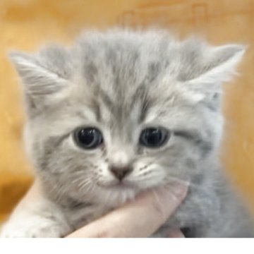 ブリティッシュロングヘア【兵庫県・男の子・2025年5月25日・シルバータビー（ふっくらふかふか）】の写真「お目目パッチリ❤️体格良可愛い成猫に間違いなく成長」