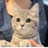 ブリティッシュロングヘア