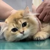 ブリティッシュロングヘア