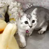 ブリティッシュショートヘア