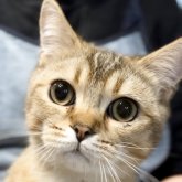 ブリティッシュショートヘア